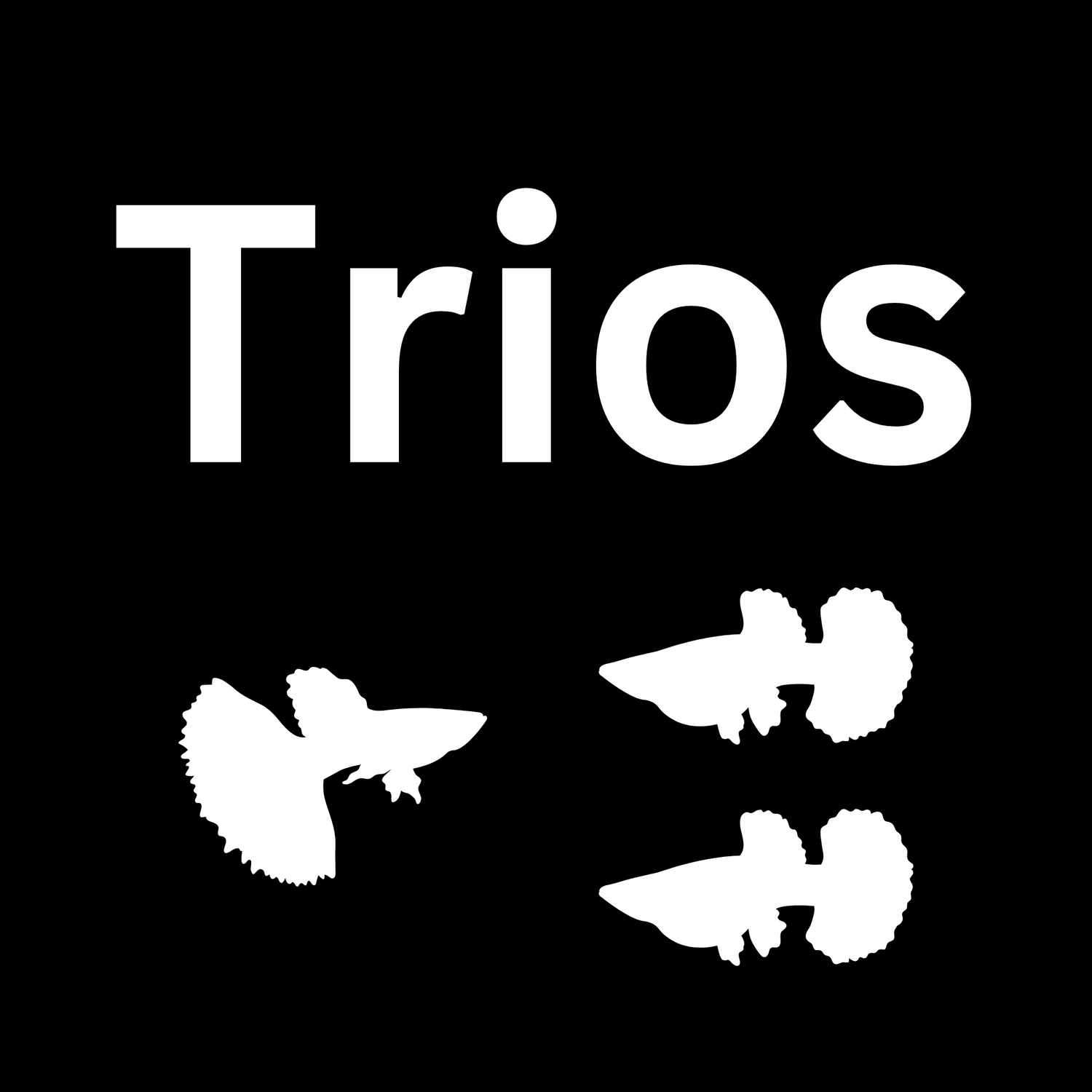 Guppy and Platy Fish Trios for Freshwater Aquariums