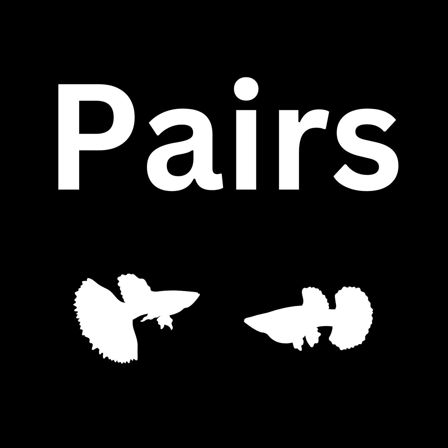 Guppy and Platy Fish Pairs for Aquariums