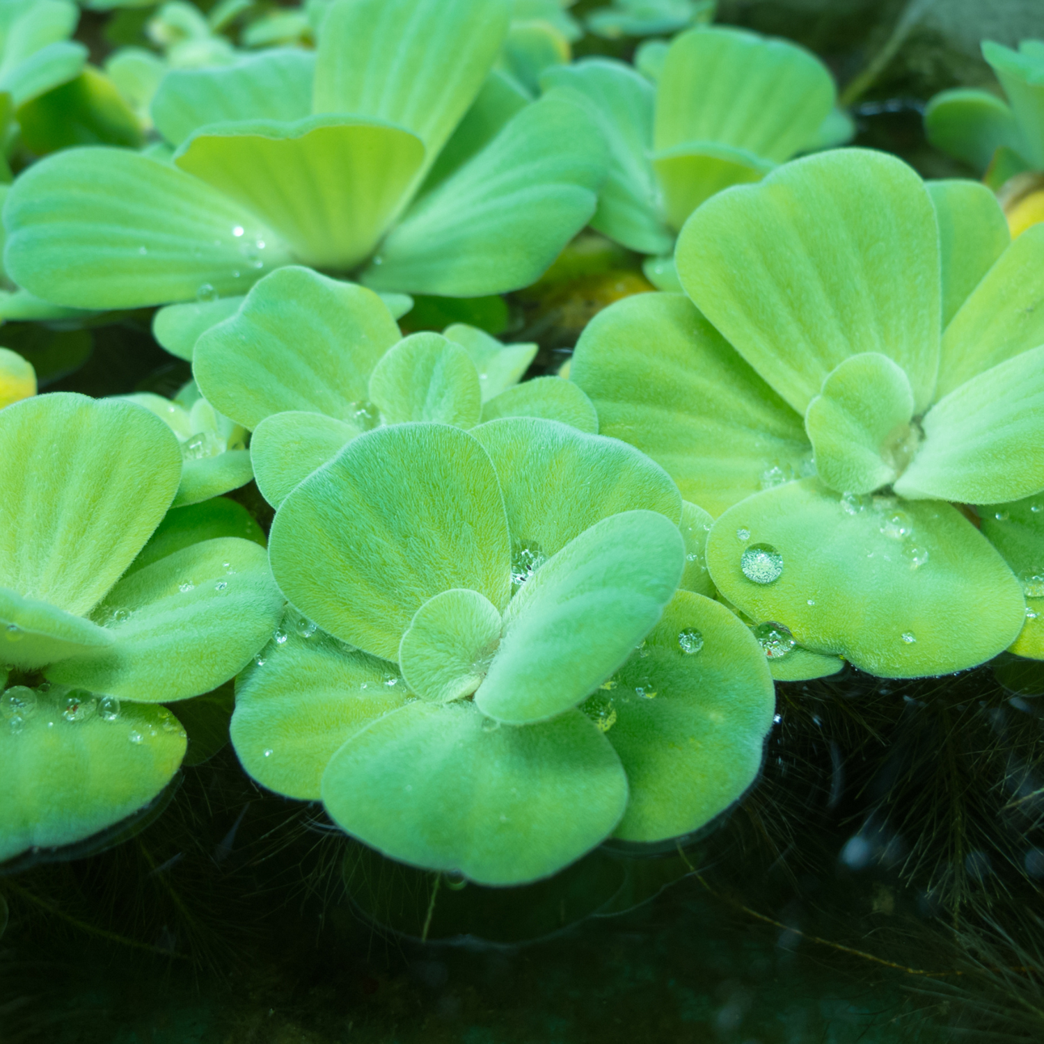 Water Lettuce, Aquarium Plant