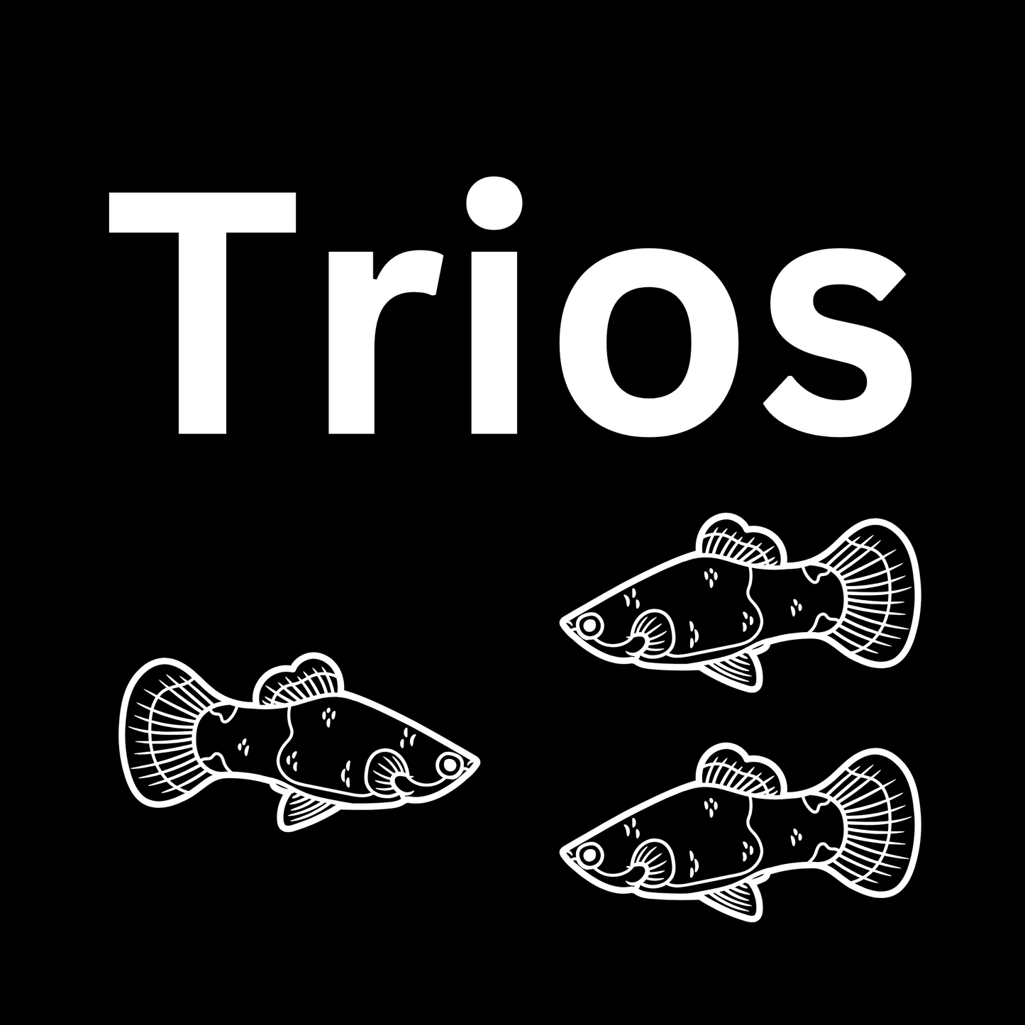 Variatus Platy - Trio