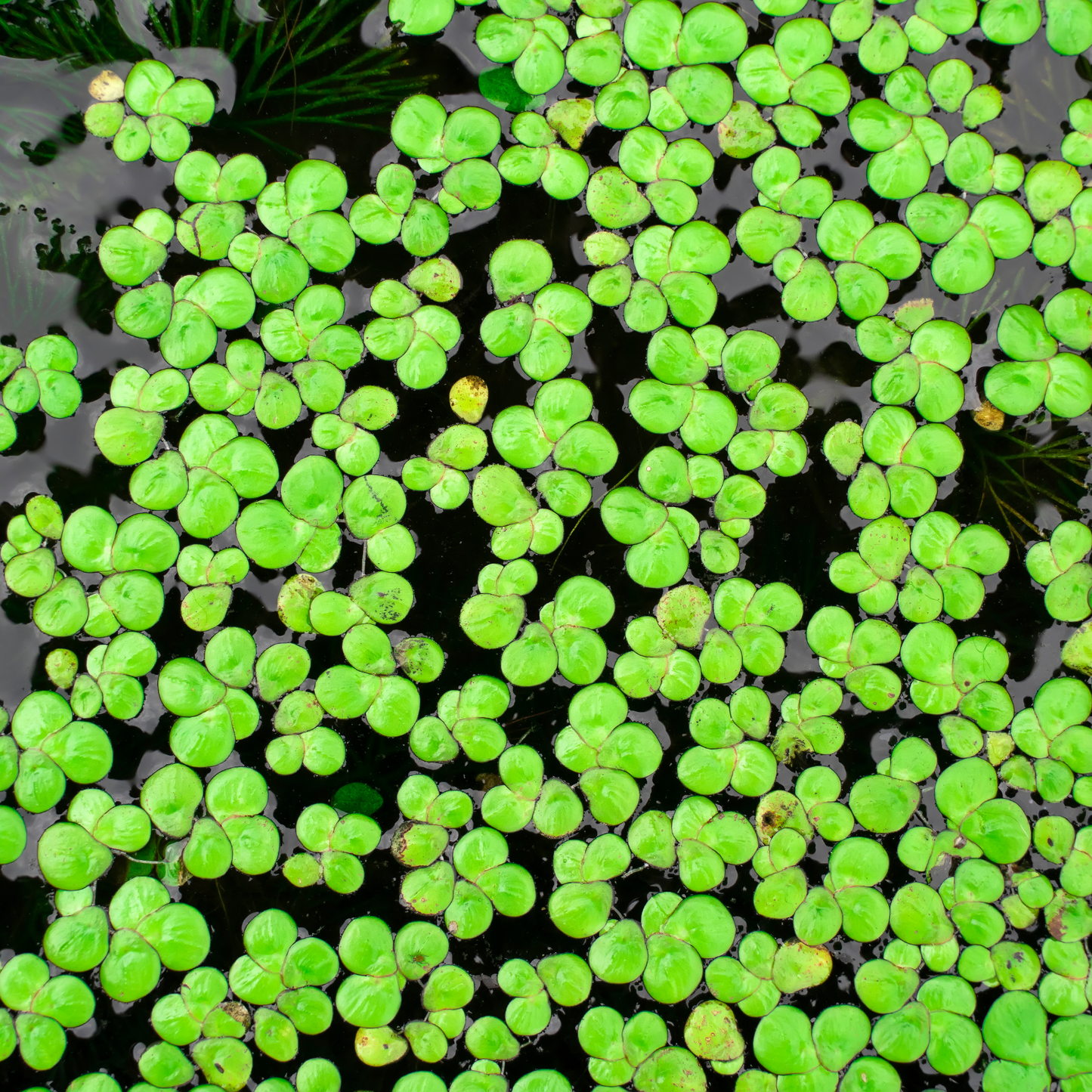 Premium Aquarium Duckweed – Live Aquatic Plant for Freshwater Tanks