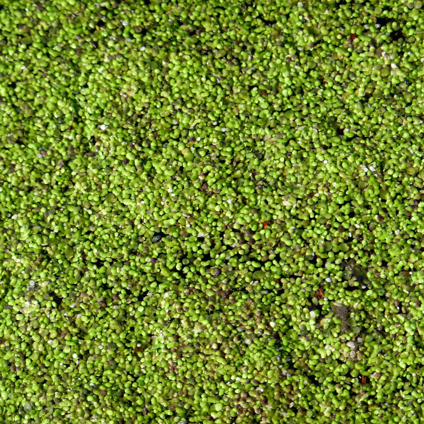 Premium Aquarium Duckweed – Live Aquatic Plant for Freshwater Tanks