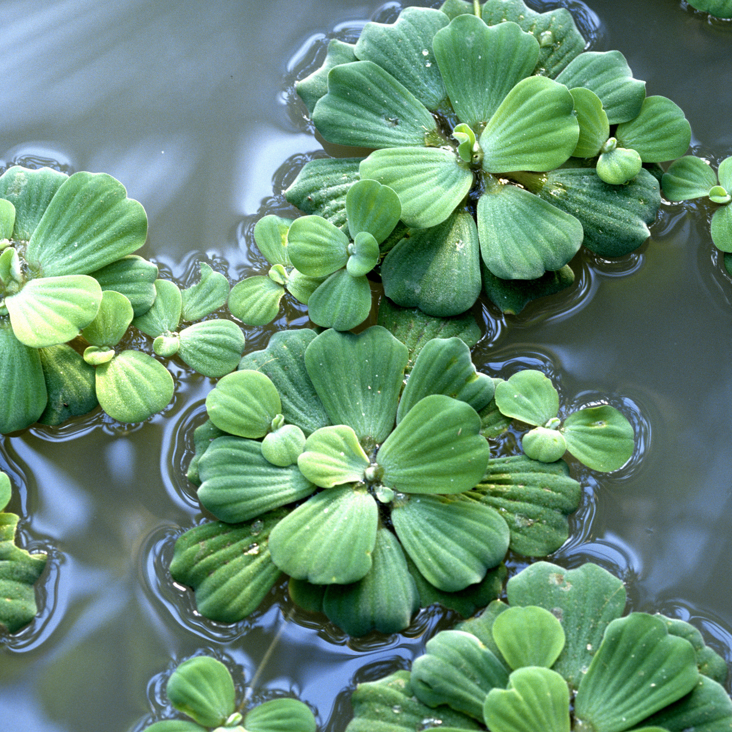 Live Water Lettuce – Floating Aquatic Plant for Freshwater Aquariums & Ponds