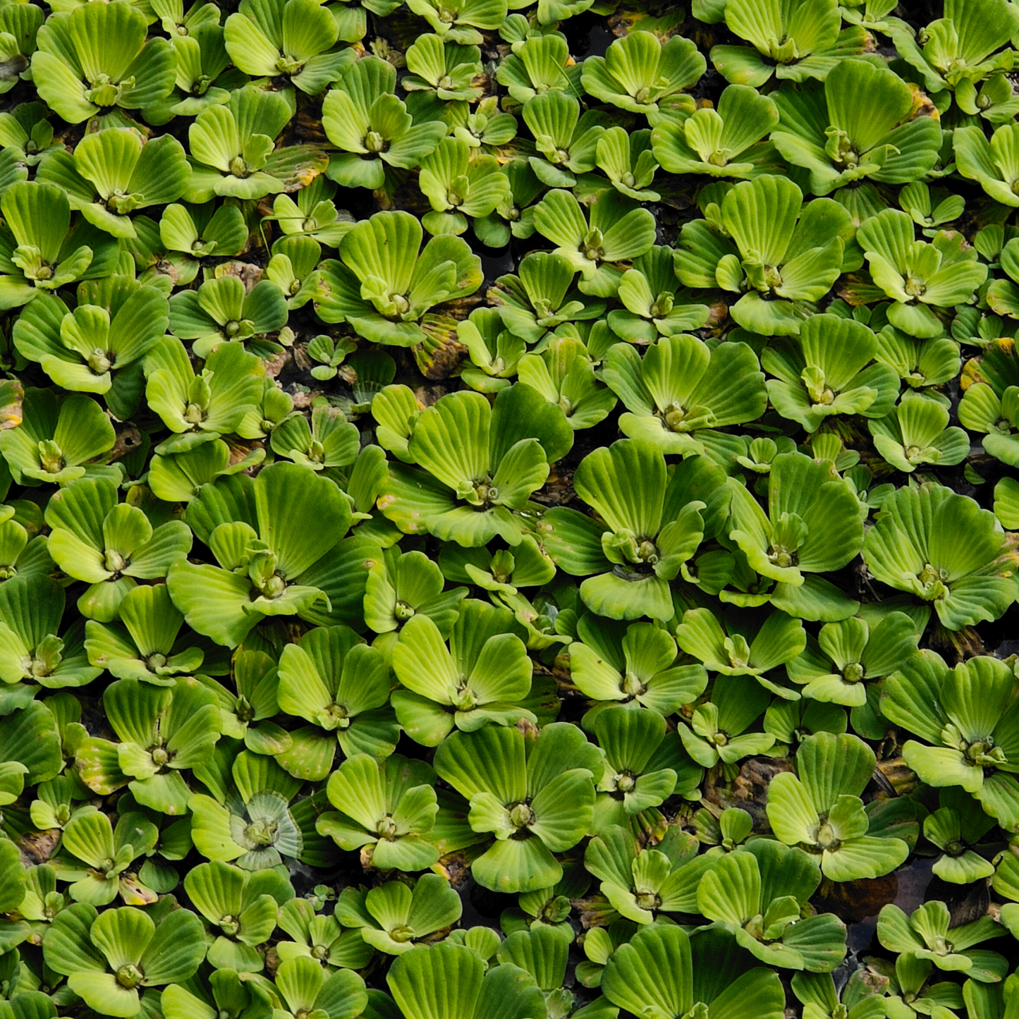 Live Water Lettuce – Floating Aquatic Plant for Freshwater Aquariums & Ponds