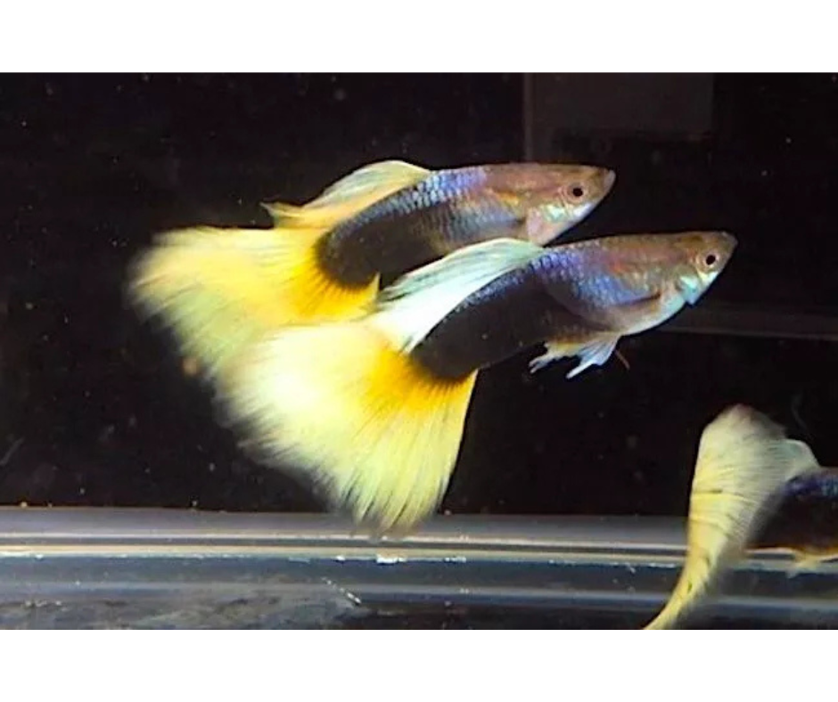 Half-Black Yellow Guppies - Male