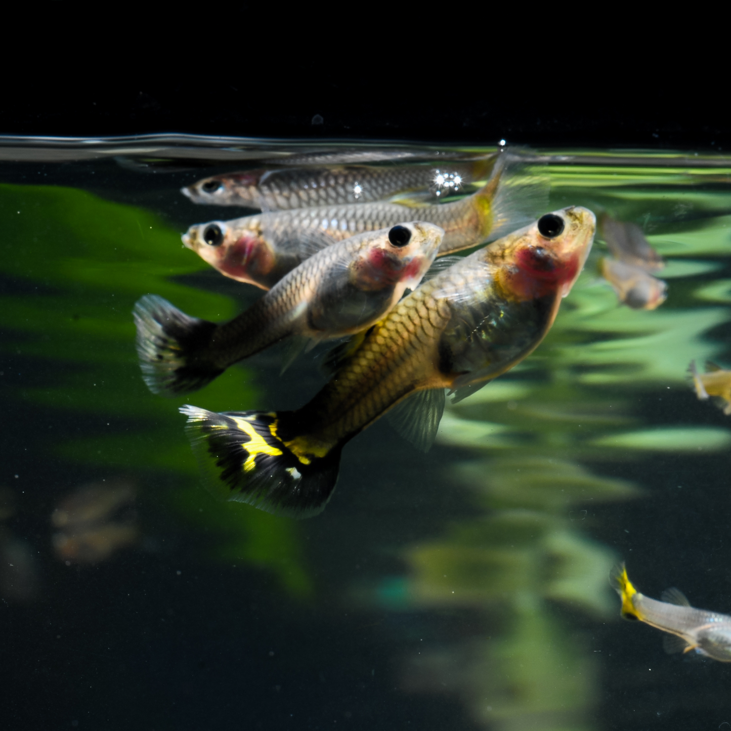 Fancy "Mutt" Guppy - Female