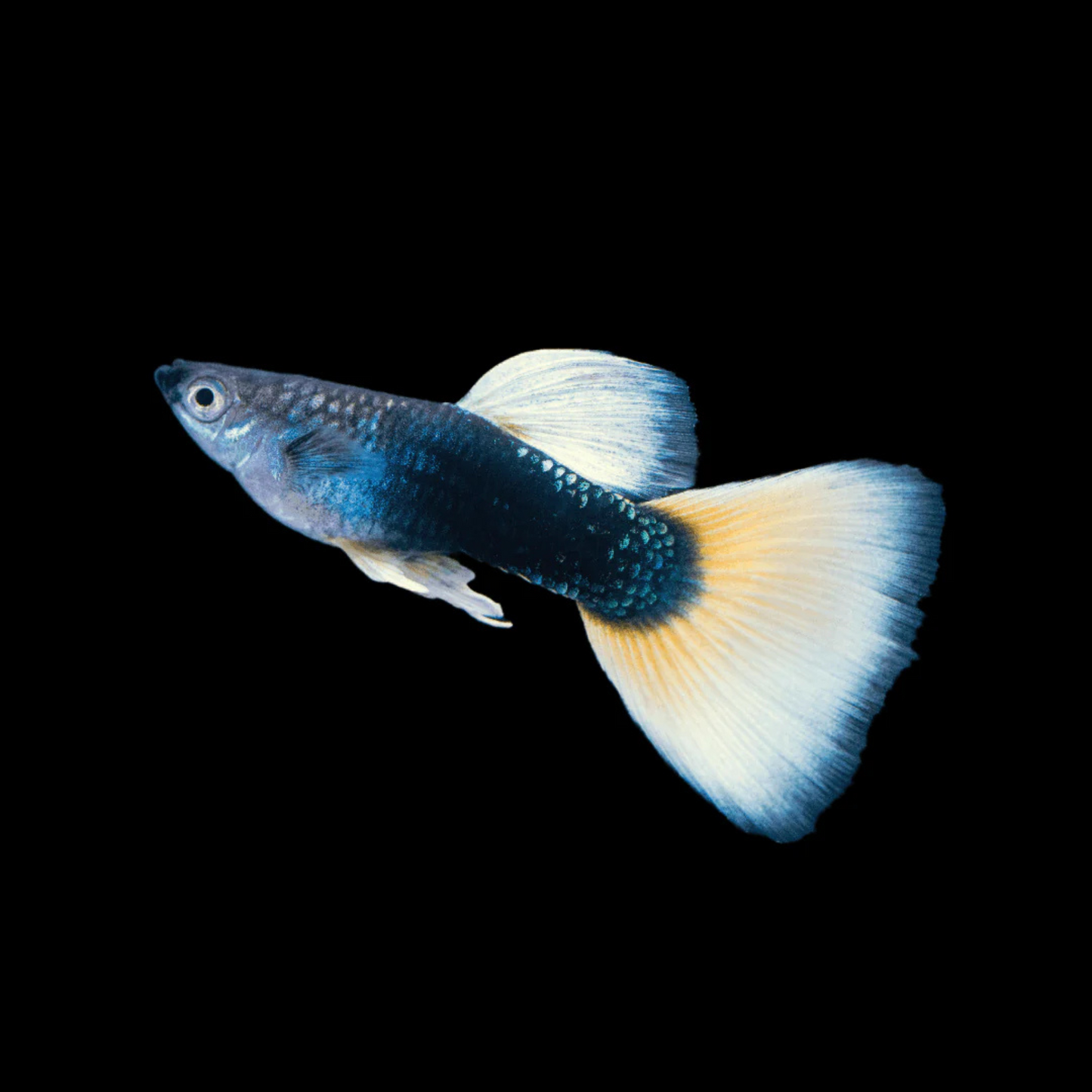 Half-Black Yellow Guppies - Male