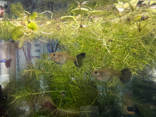 Japan Blue Guppy - Female