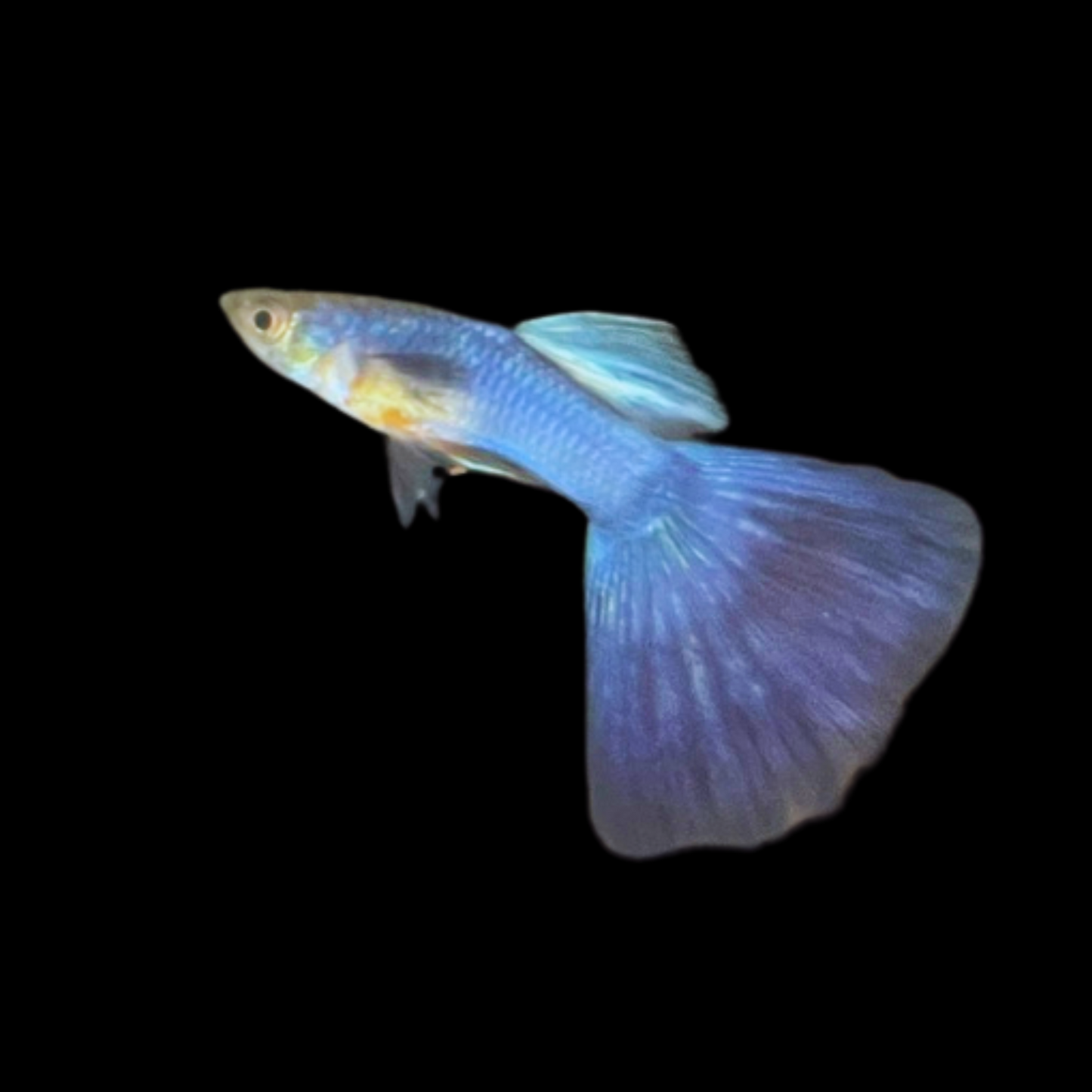 Japan Blue Guppy - Male