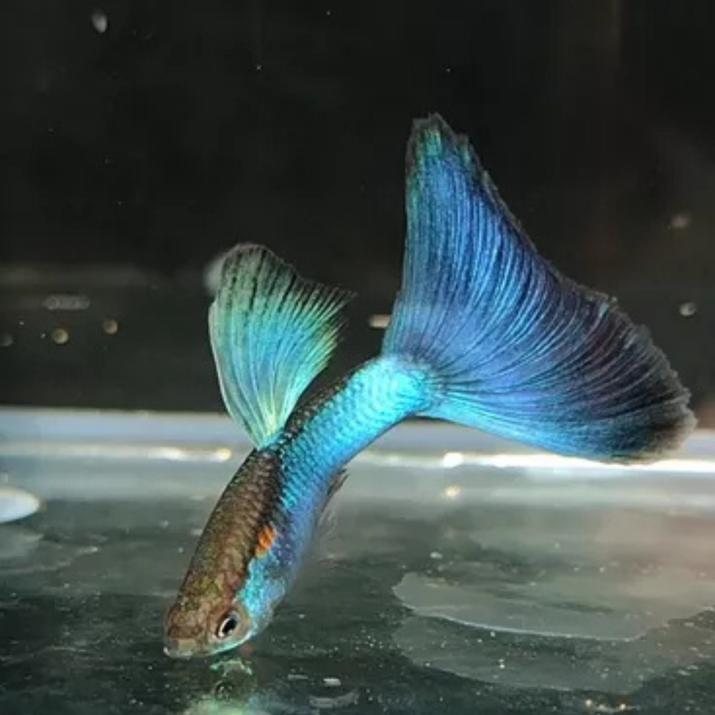 Japan Blue Guppy - Male