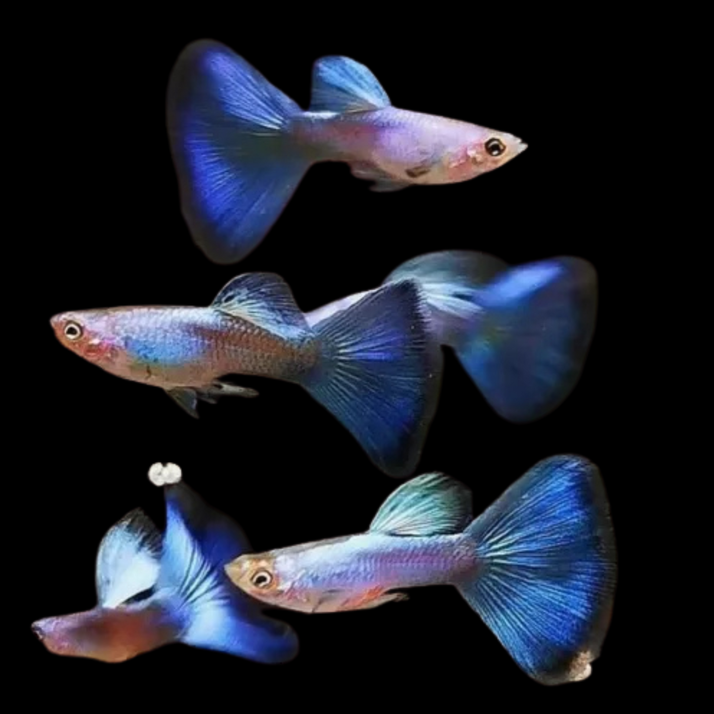 Japan Blue Guppy - Male