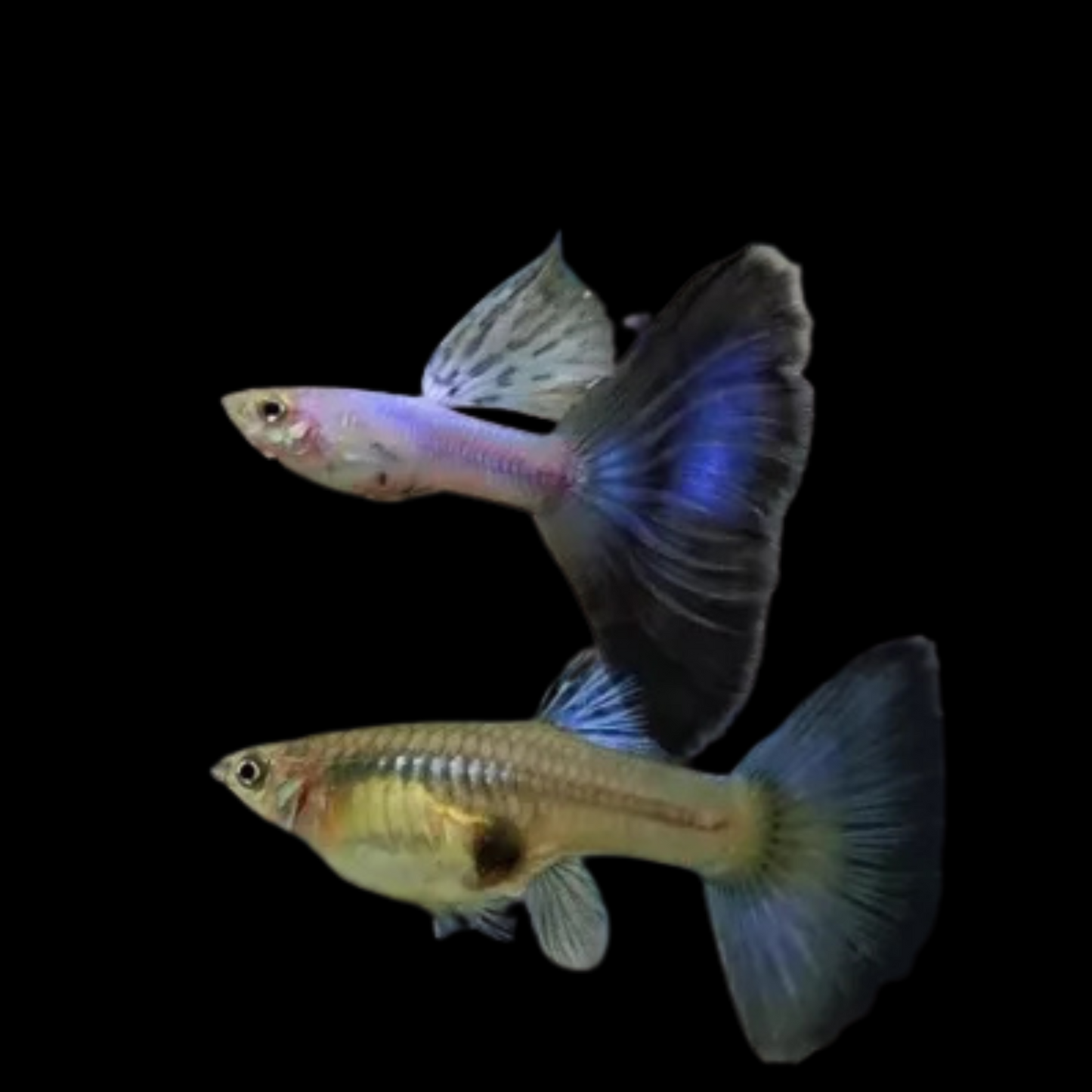 Japan Blue Guppies - Fry Pack