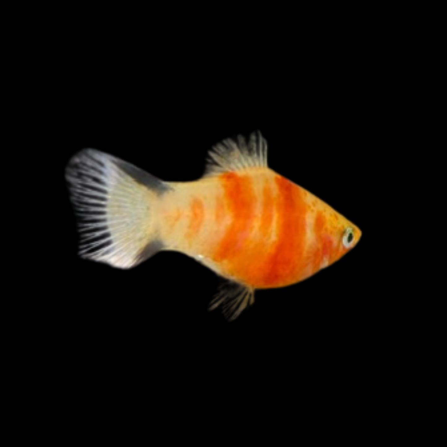 Tiger Platy - Male