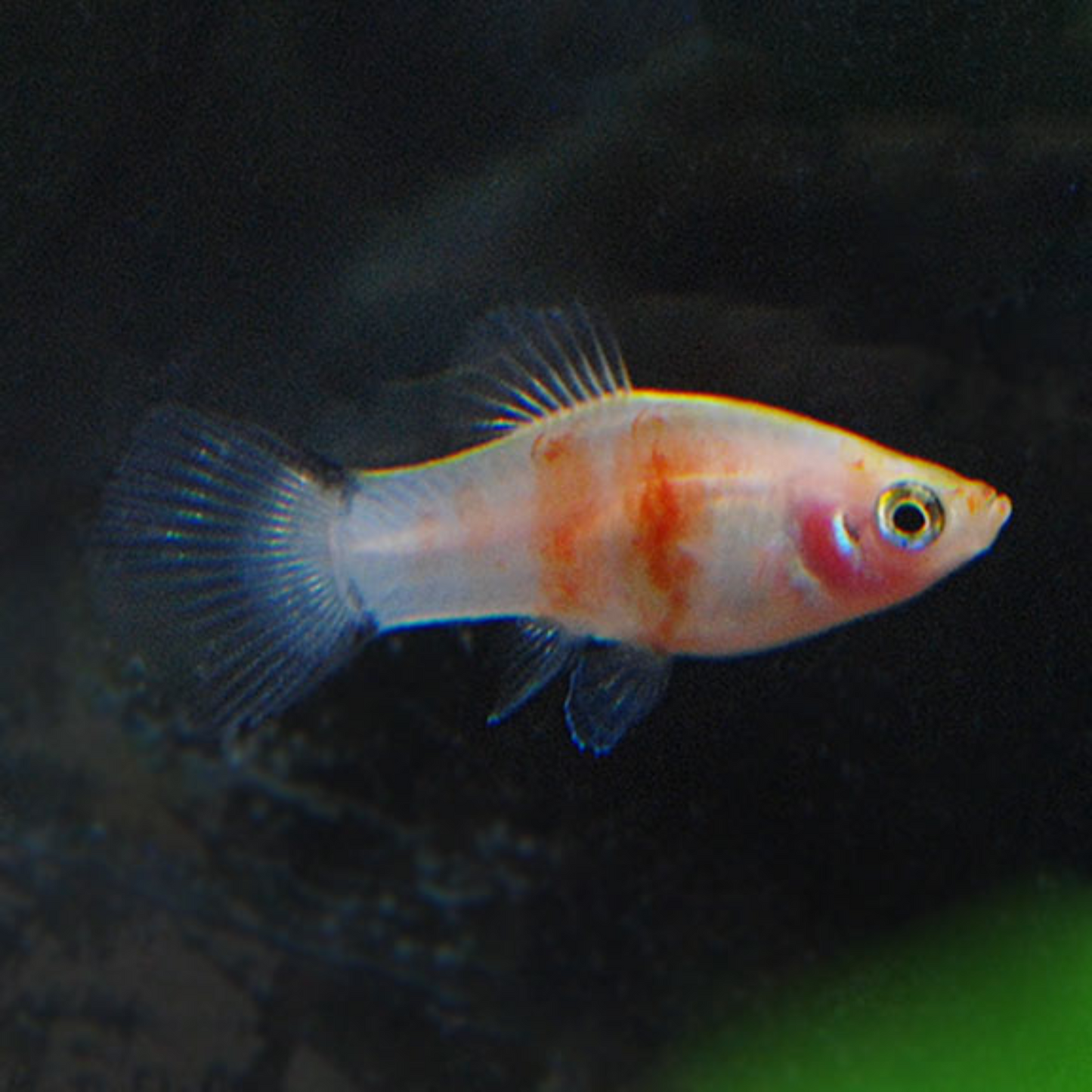 Tiger Platy - Trio