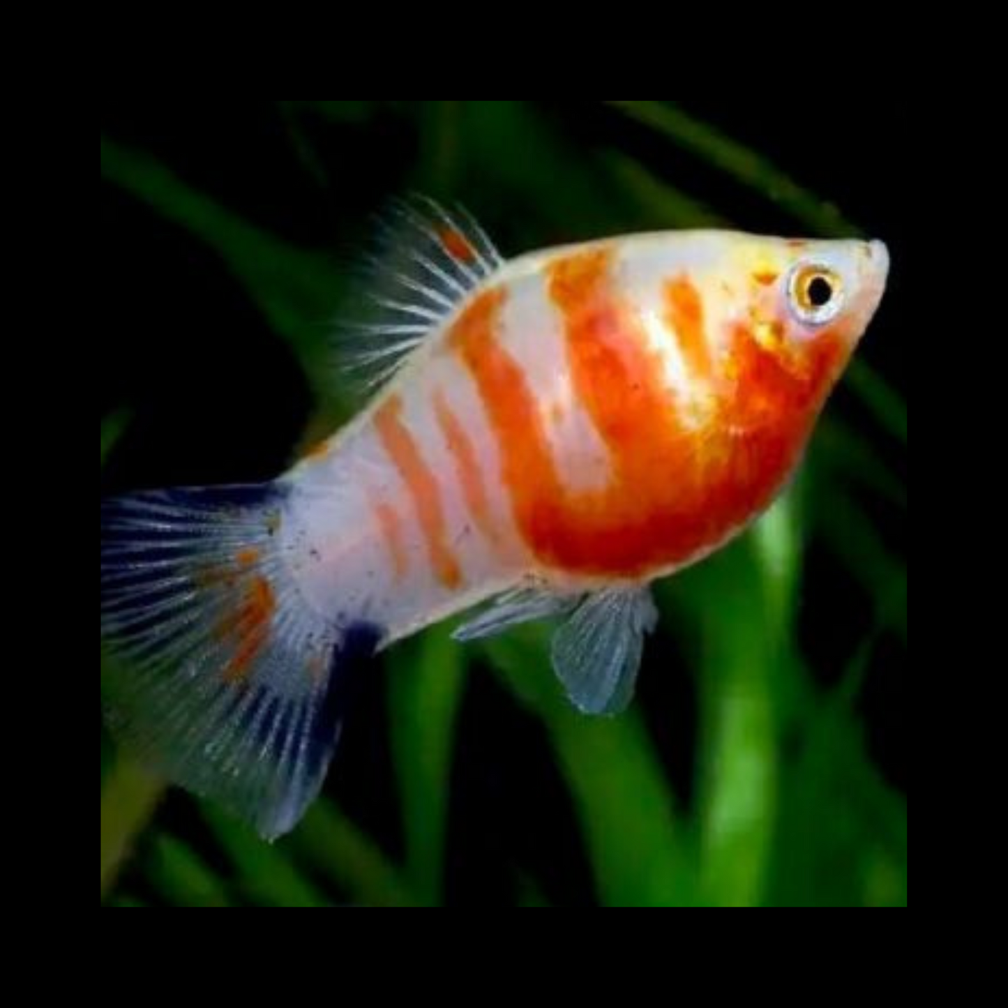 Tiger Platy - Trio