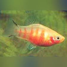 Tiger Platy - Female